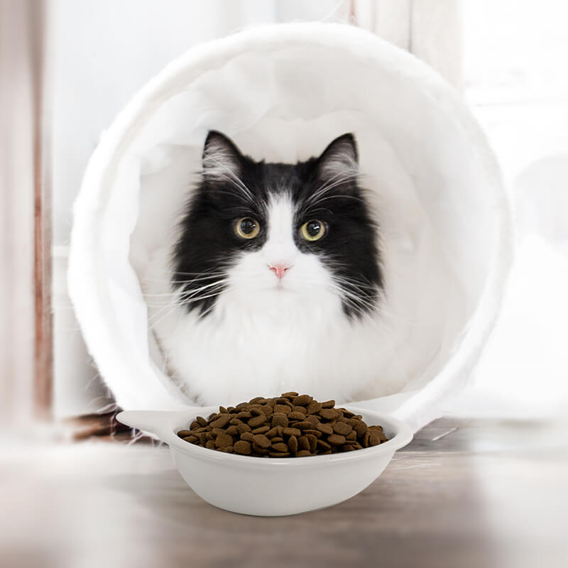 a white cat-shaped cat dish is placed in front of a white-black cat