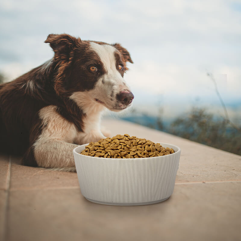a large grey dog bowl with bark pattern is placed in the front of a Shepherd dog