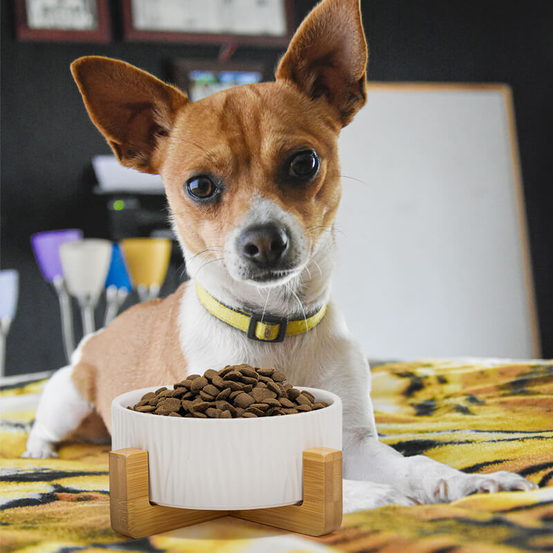 a white bark-patterned dog bowl filled with food in front of a Mini Pin