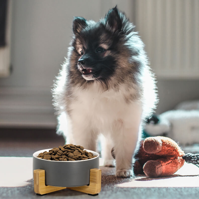 a grey-white clashing dog bowl filled with food in front of the puppy