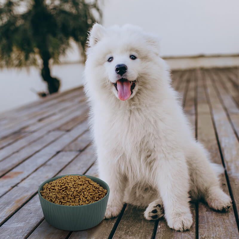 a large green bark-patterned dog bowl placed in front of a Samoyed puppy