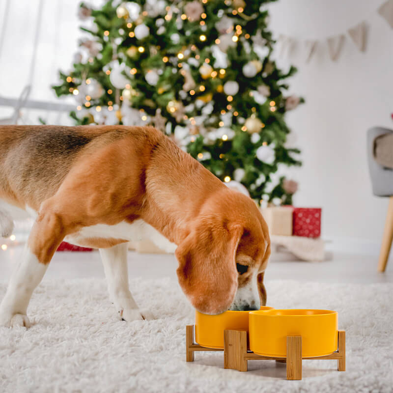 a Beagle eating from a yellow 15° tilted pet bowl set