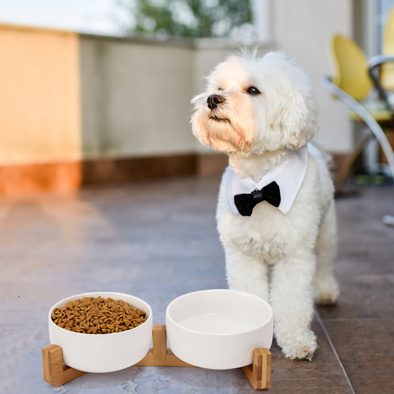 a set of white round ceramic dog bowls placed in front of a white puppy with a bow tie